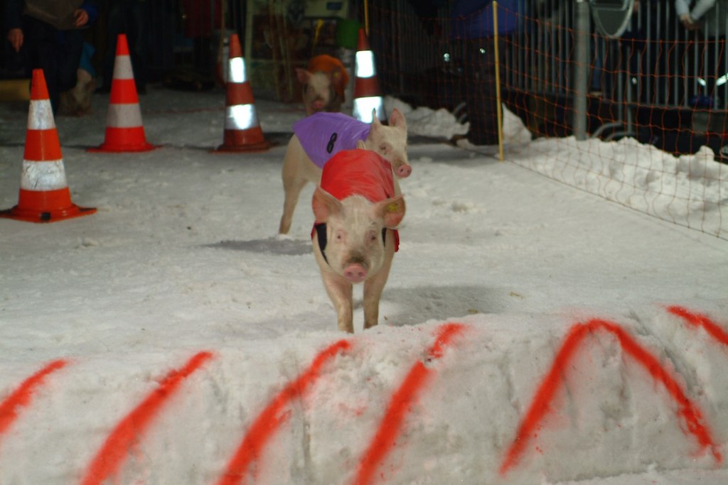 1 Pig Racing Klosters