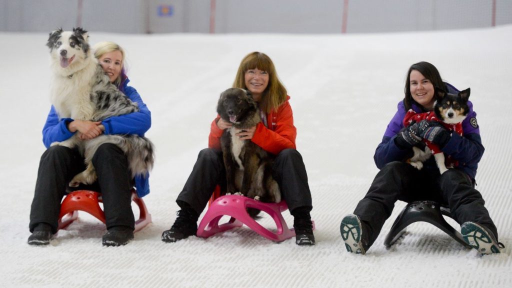 It’s Bring Your Dogs to Work (on Indoor Snow) Day