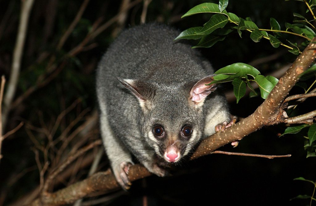 Possums Cut Power to New Zealand Ski Area