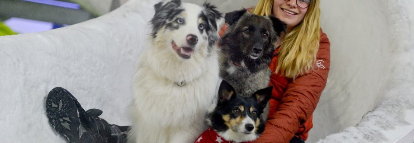 6. Collie cross Tegan Australian Shepherd Loki and Corgi cross Winnie join operations team member Jo Leyden in Chill Factore Snow Park to mark Bring Your Dog To Work Day