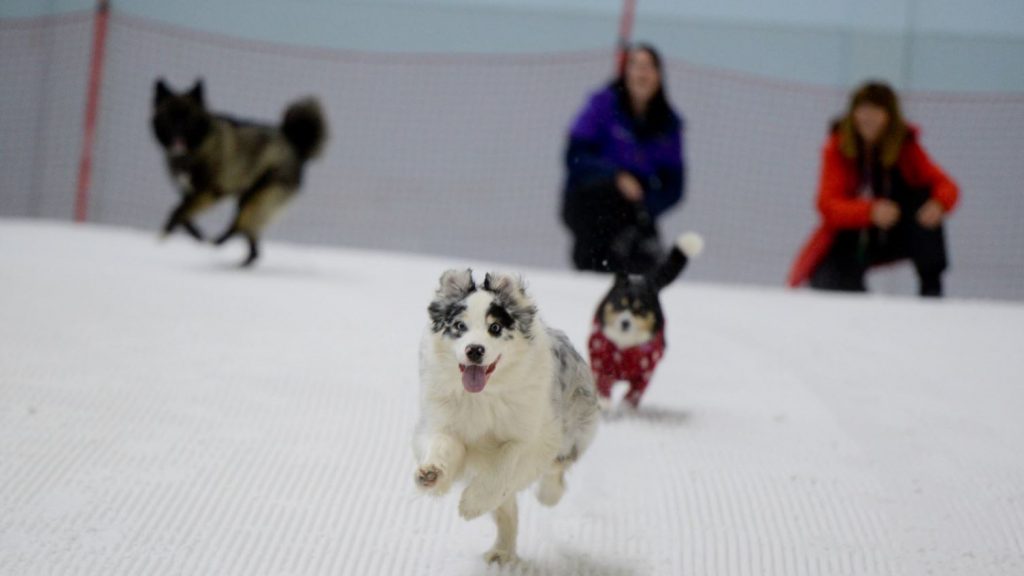 It’s Bring Your Dogs to Work (on Indoor Snow) Day