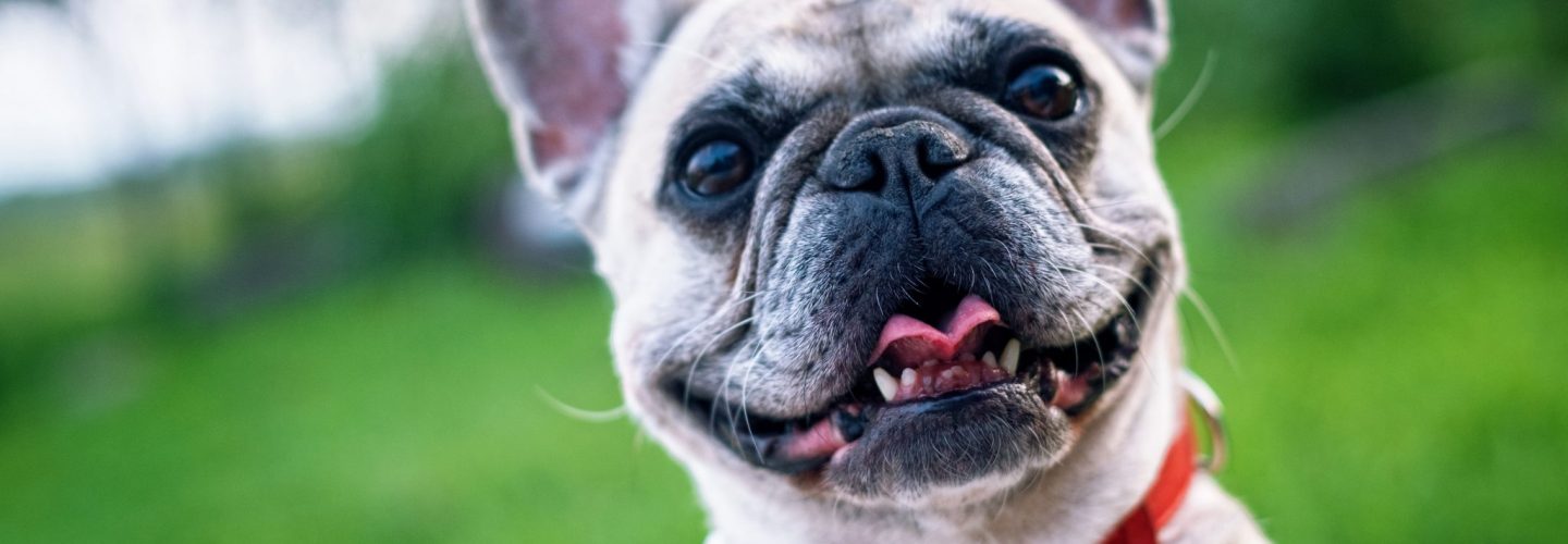 french bulldog summer smile joy 160846
