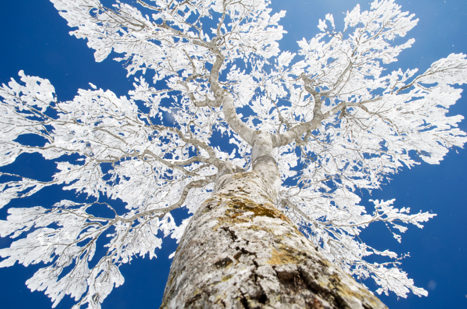 Searching For Powder And Culture In The Japanese Snow Country