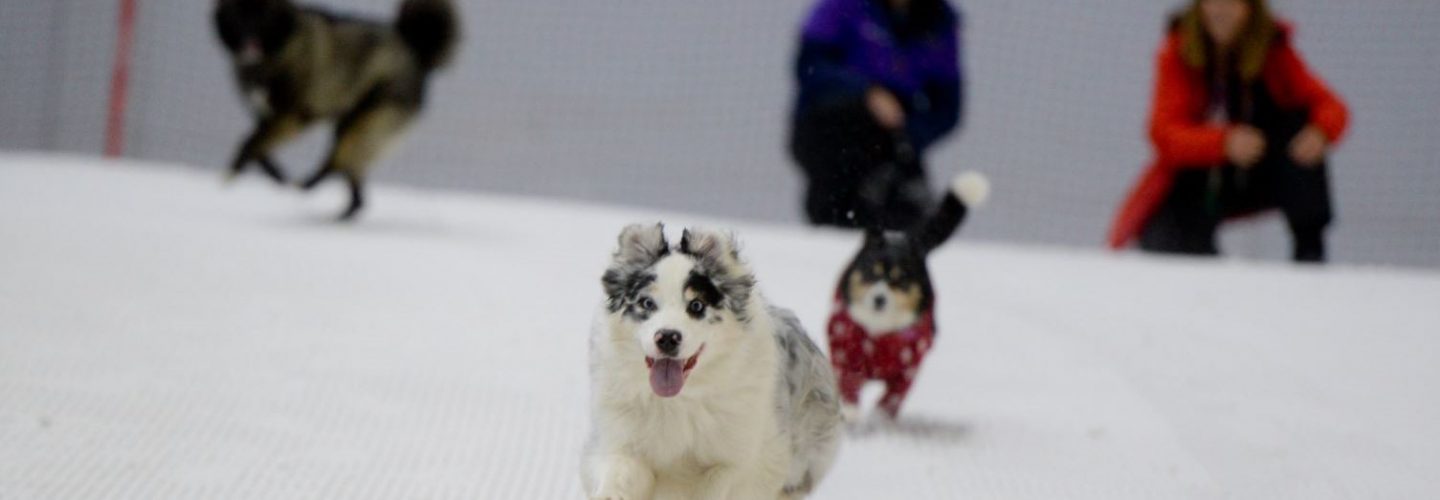 8. The dogs enjoy some well earnt time on the slopes
