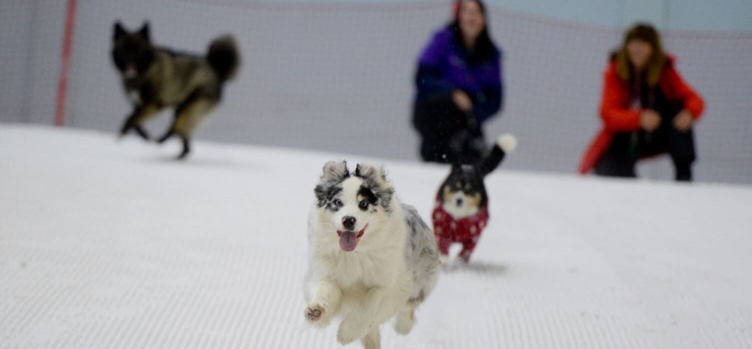 8. The dogs enjoy some well earnt time on the slopes