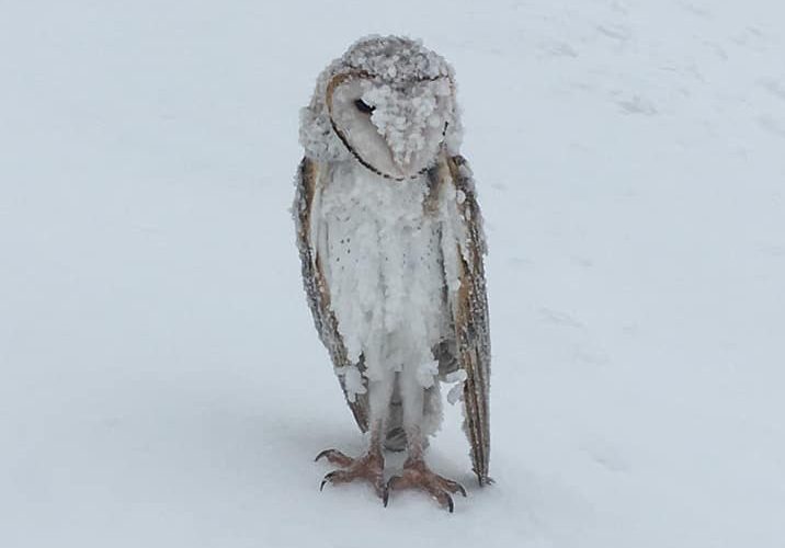 Mt Buller 17 8 recut