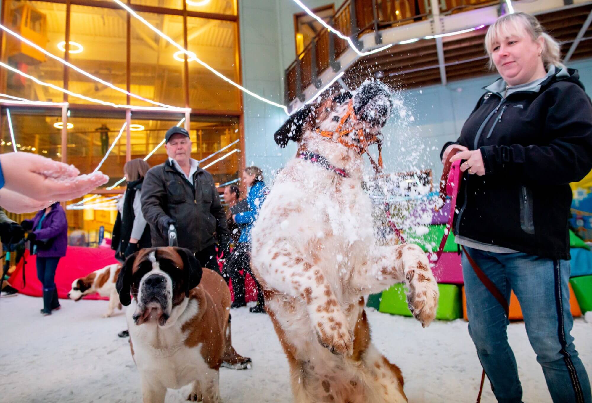 Doggy Day Care! Chill Factore Opens Its Doors To Dogs On Hottest Day Of The Year