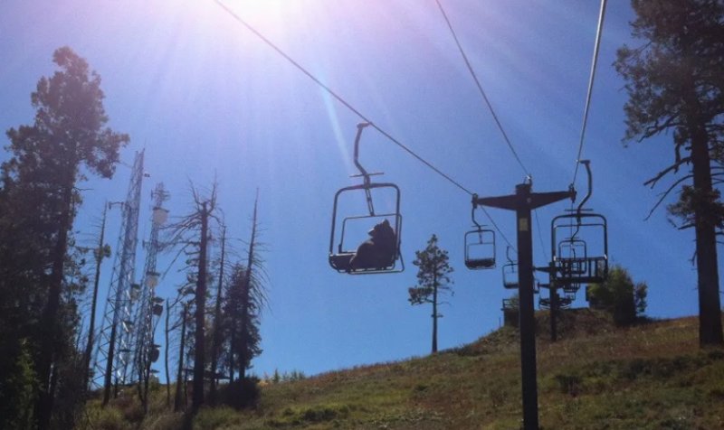 Bear Does Not Ride Chairlift in Colorado