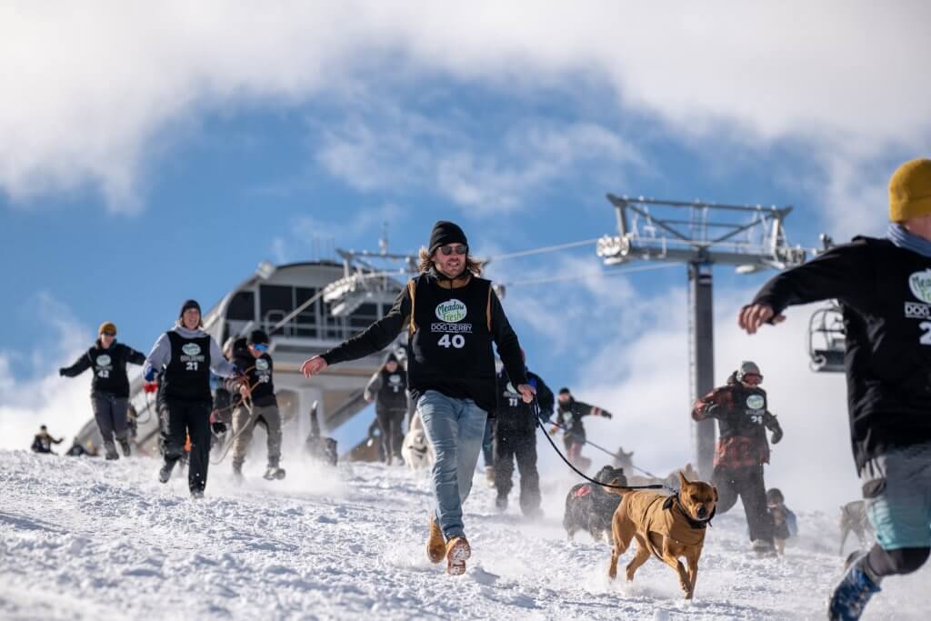 Over 150 Dogs Compete on Snow in New Zealand
