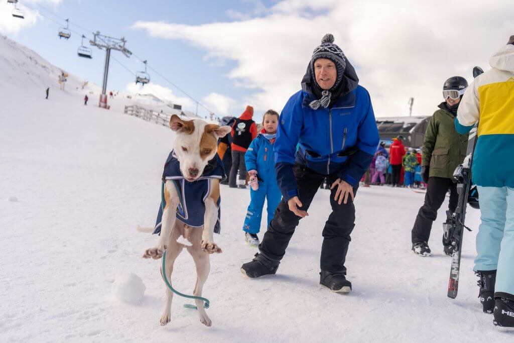 Over 150 Dogs Compete on Snow in New Zealand