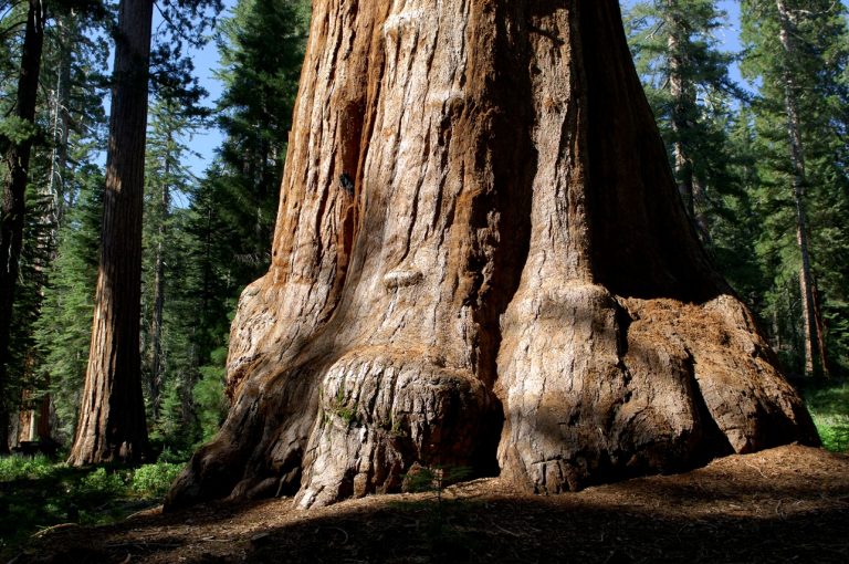 Giant Sequoias in Mariposa Grove (1)