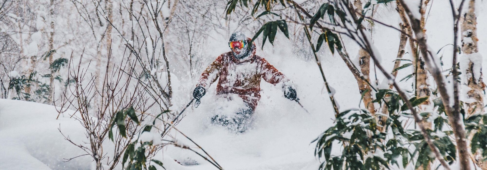 CROP Mabey Ski Japan Hokkaido Backcountry Powder Skiing Through Birch Trees