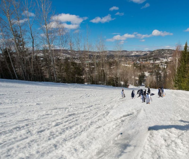 10 Best Ski Resort April Fools 2024